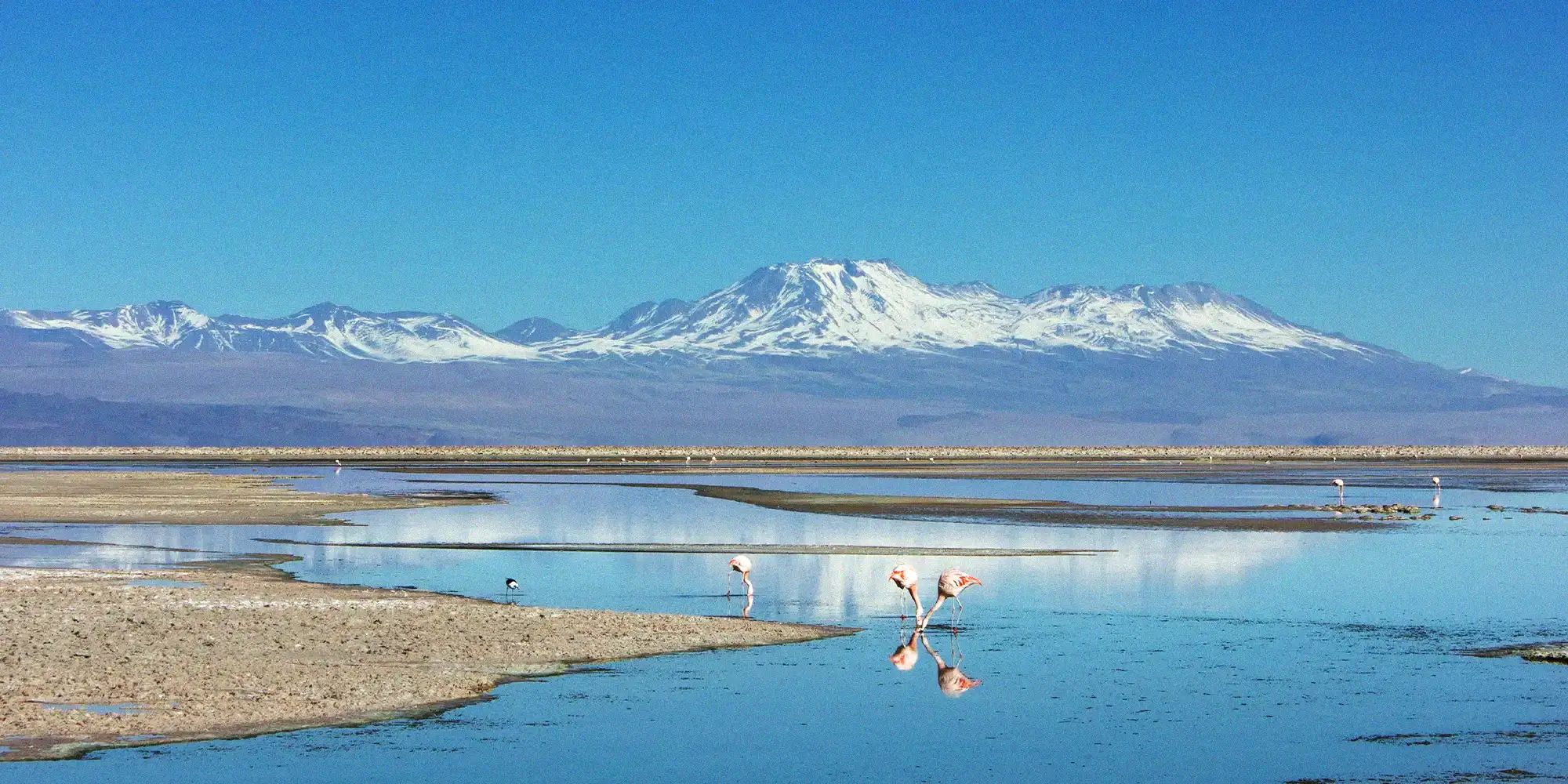 Flamingos feeding in a shallow salt lagoon in the Atacama Desert, snow-capped Andean peaks behind