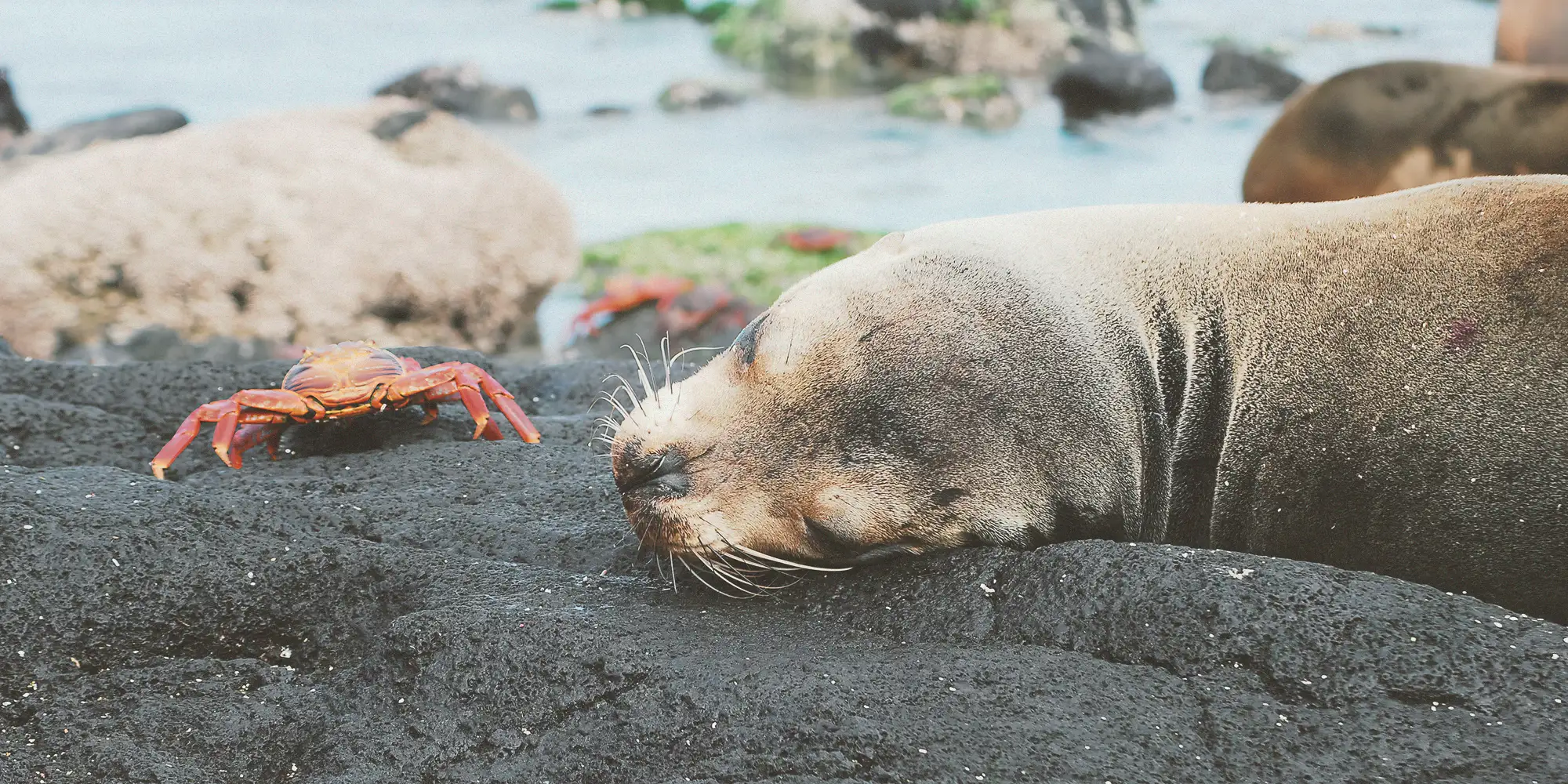 Sea lion and crab on Galápagos shoreline, Ecuador